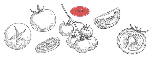 手绘图集 有机食品设计的模板 农产品市场的概念 番茄蔬菜 古色古香的图形 素食菜单 番茄片 捆在白色背衬上 — 图库矢量图片