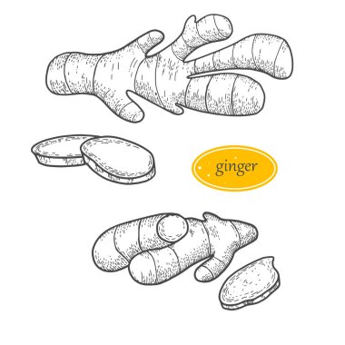 İşlenmiş stil çizimi. Bitkisel baharat. İzole edilmiş el çizimi, beyaz arka plan. Zencefilli kök. Vektör el çizimi Ginger seti. Kök ve zencefil parçaları. Bitkisel baharat. Detoks gıda bileşeni.