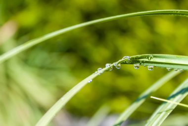 Canlı Yeşil Çimen ve Yağmur Damlası İngiltere 'nin başkenti British Summer Sky' ın altında.