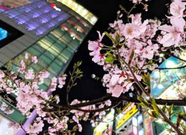 Tokyo Yükseliş ve Şehir Altında Canlı Sakura Kiraz Çiçeği Gece, Japonya