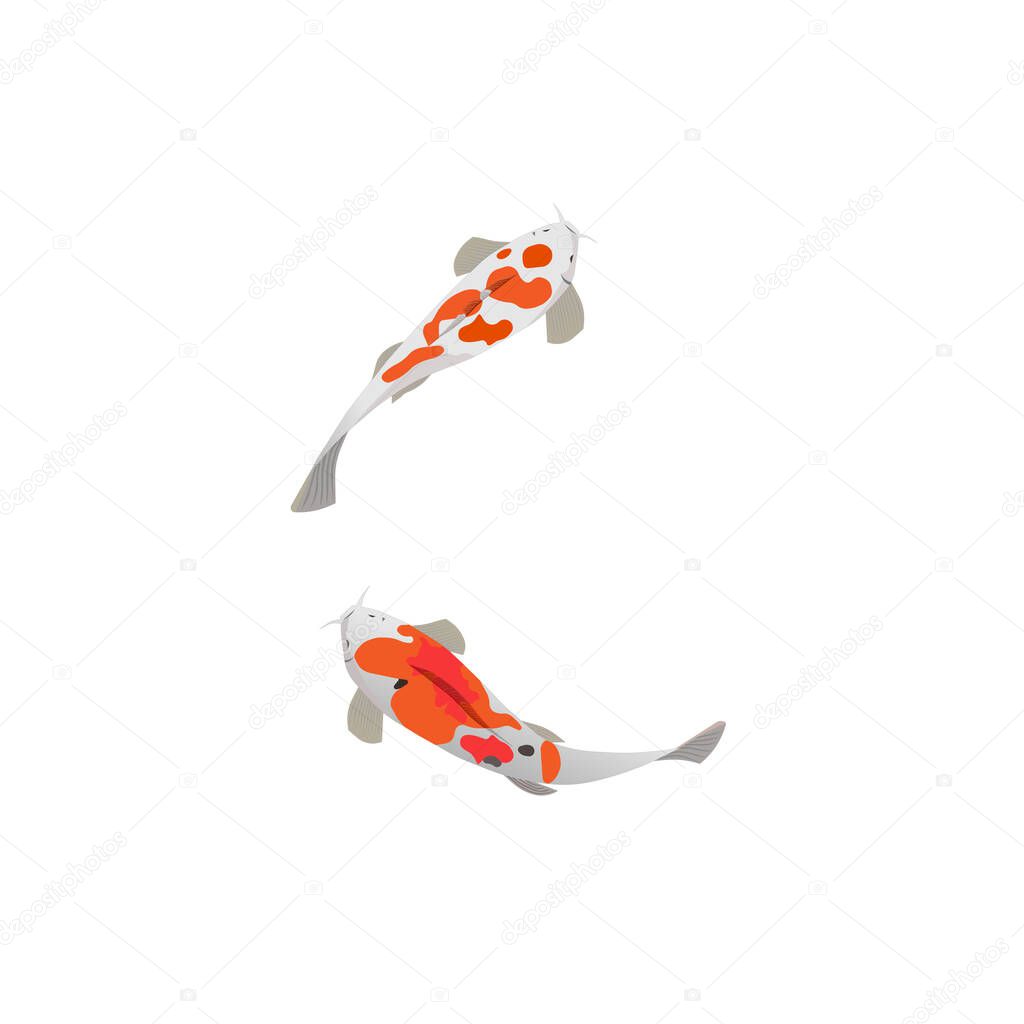 There are pair of brocaded carps also known as KOI on isolated white background that was made as a vector illustration. It will be good for printing on clothes, domestics, notebooks, posters or an element for decoration.