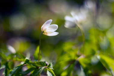 2 ilkbaharda ormanda kar damlaları