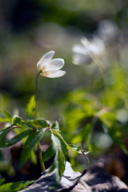 İlkbaharda ormanda kar damlaları