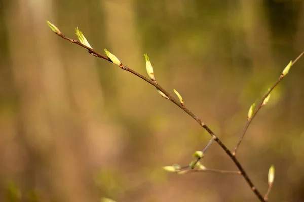 Sprida Löv Ett Träd Våren — Stockfoto