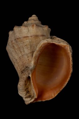 Kara sırtüstü delikle deniz kabuğu yan görünümü