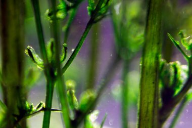 Su altı yeşil alglerinin eflatun arkaplanındaki makro fotoğrafları