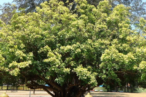 Grands Arbres Verts Extérieur — Photo