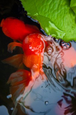 Temiz bir gölette Japon balığı