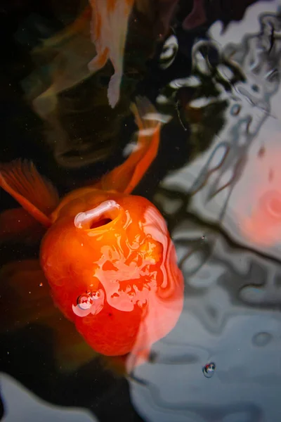 Goldfish Uma Lagoa Clara — Fotografia de Stock