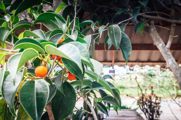 Árboles Frondosos Verdes Con Pequeñas Frutas Naranjas —  Fotos de Stock