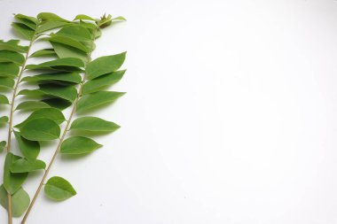 Beyaz arka planda yeşil bektaşi üzümü yaprakları