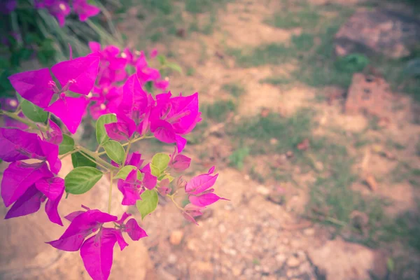 Vintage Fresh Pink Flowers — Stock Photo, Image