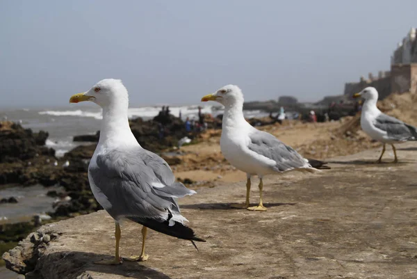 Group of seagulls on the cost — Stock Photo, Image