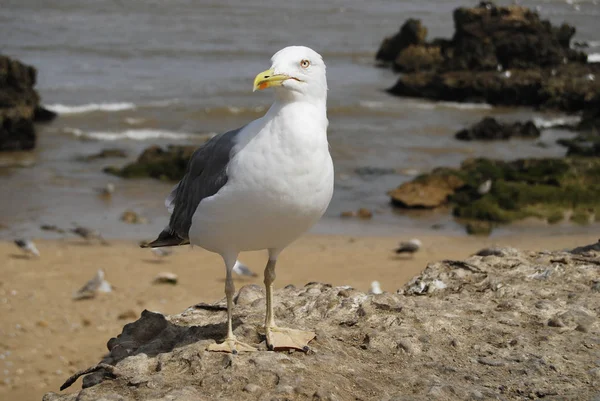 Seagull in harbor — Stock Photo, Image