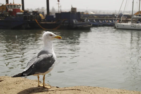 Gull in the sea port of Essaouira — Stock Photo, Image