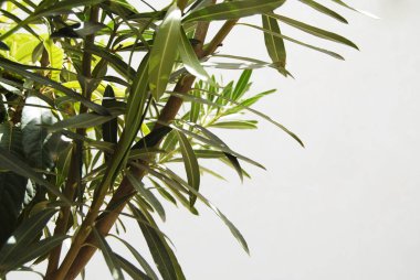 Yeşil beyaz duvara yaprakları