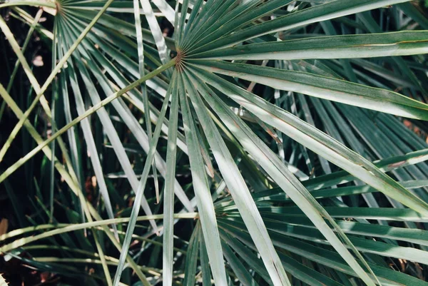 Фон листьев пальмы — стоковое фото