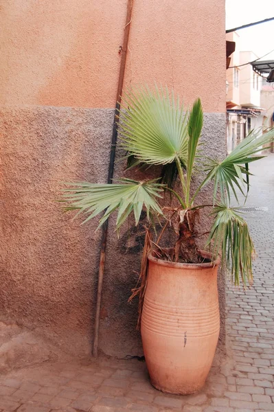 Hermosa decoración de plantas callejeras — Foto de Stock