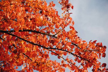 Canlı turuncu bir dalda yaprak