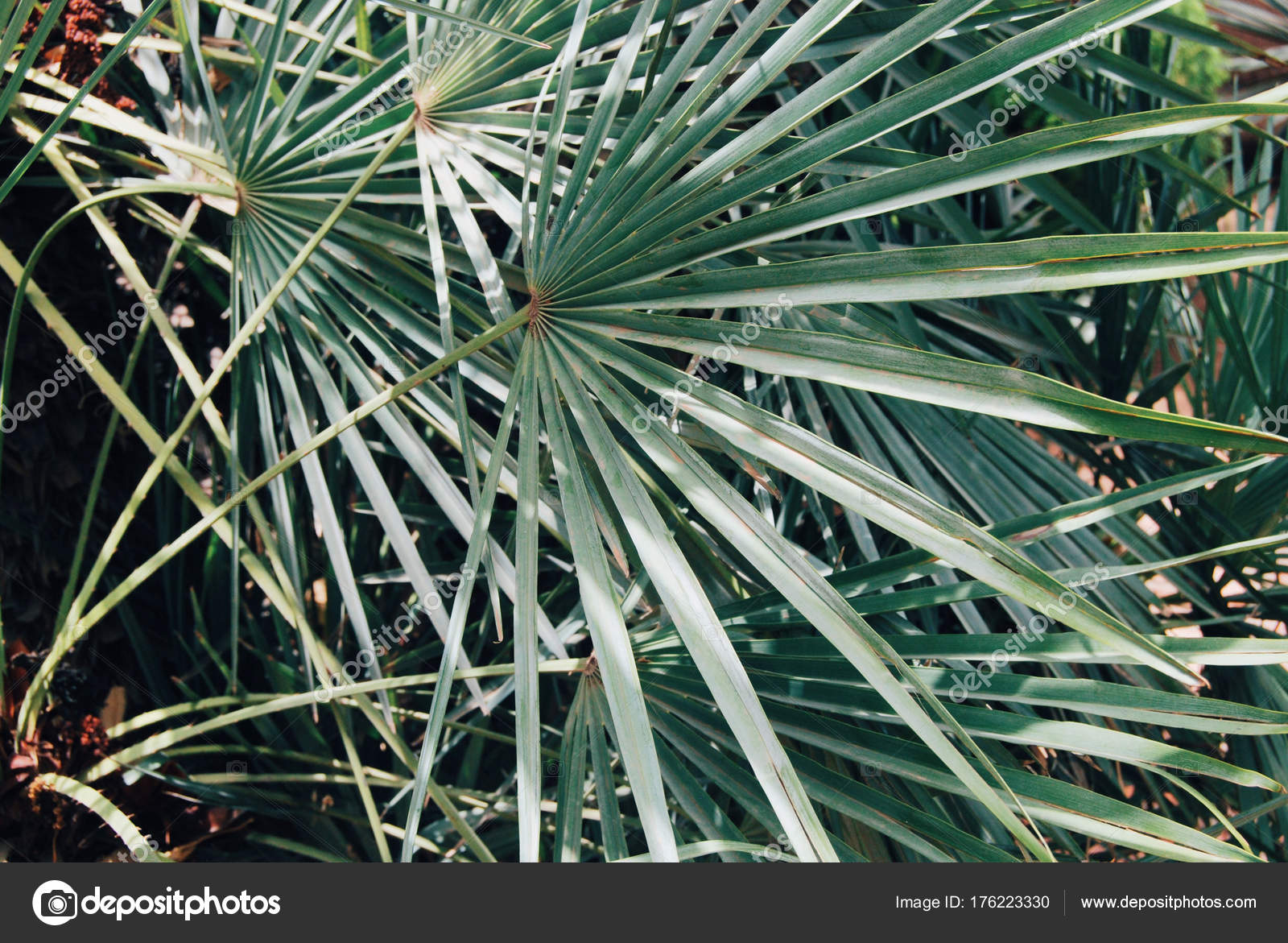 Palm leaf background Stock Photo by ©korinoxe 176223330