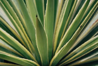 Majorelle bahçe bitki kökenli