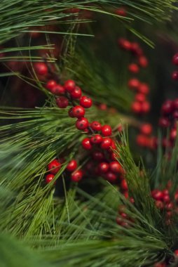 Christmas dalları ile kırmızı meyveler çam ile çevrili