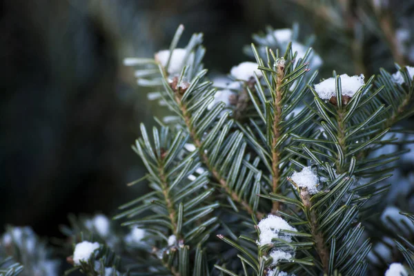 Kar ile kaplı mavi köknar ağacı — Stok fotoğraf