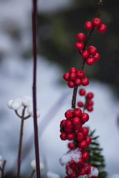 겨울 빨간 열매와 나뭇가지 — 스톡 사진