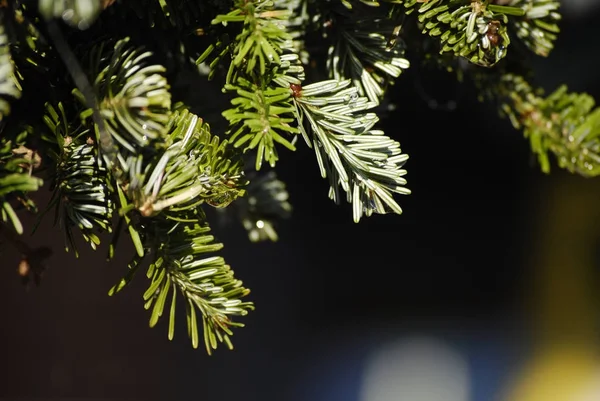 緑のモミの木の枝の背景 — ストック写真