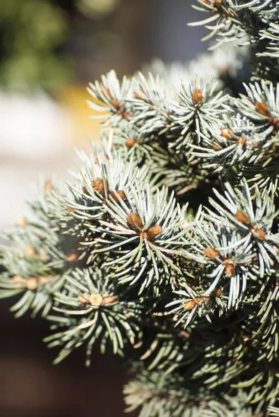 Sharp blue fir tree branches