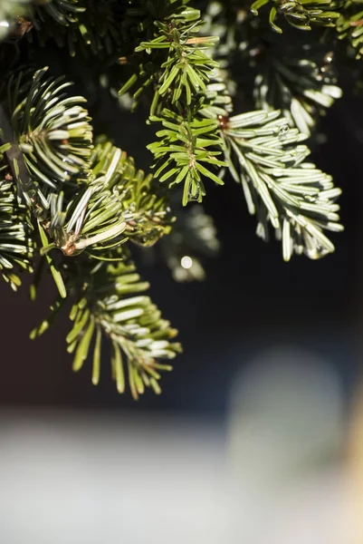 Красивый зимний еловый фон — стоковое фото