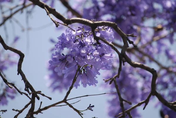 背景雅克兰达树花 — 图库照片