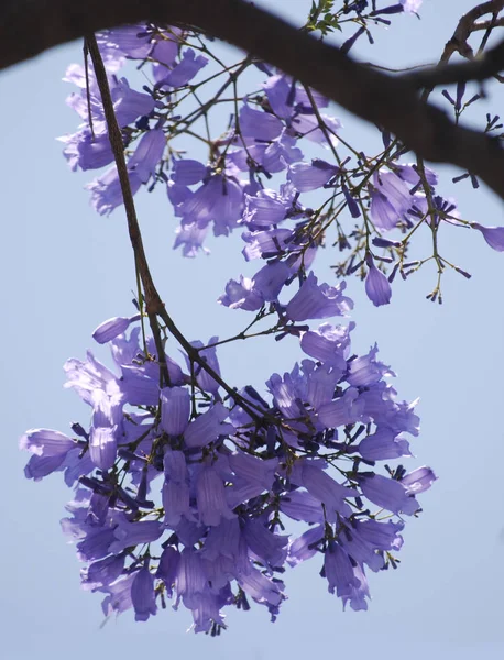 紫のジャカランダの花 — ストック写真