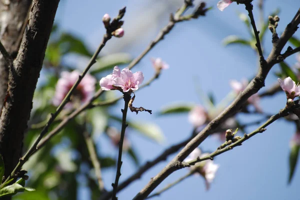 Fechado de flor de cereja rosa — Fotografia de Stock