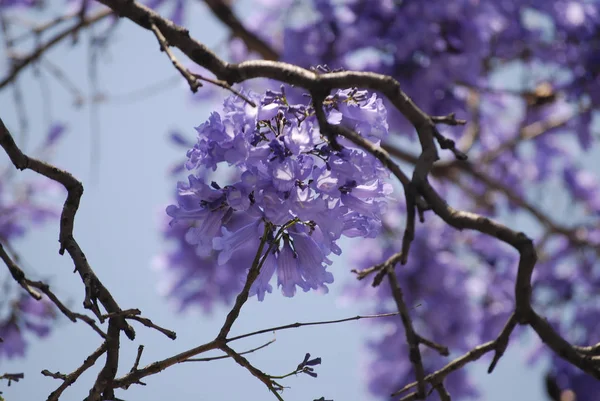 Jacaranda flores de árbol fondo Fotos de stock libres de derechos