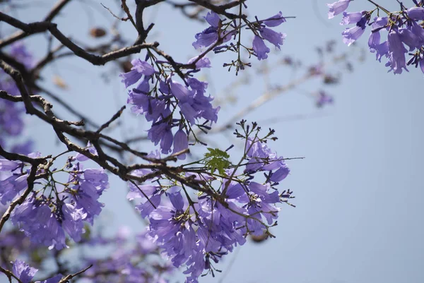 Цветы якаранды с фиолетовыми цветами Стоковое Фото