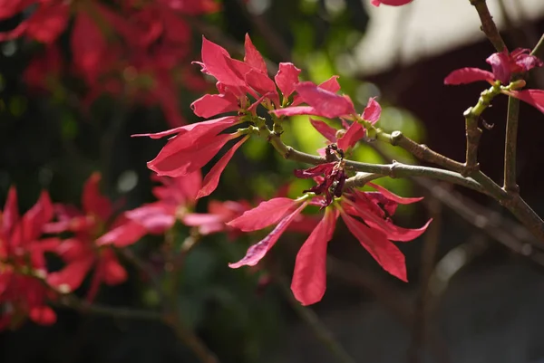 Erythrina albero rosso Foto Stock Royalty Free