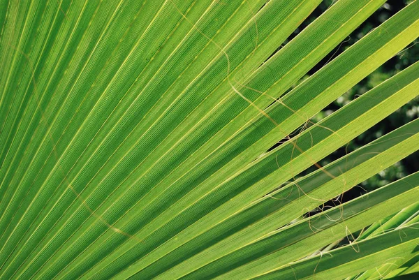 Feuille verte fermer le fond — Photo