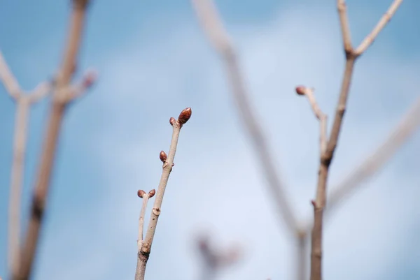 Gemme primaverili su un ramo d'albero — Foto Stock