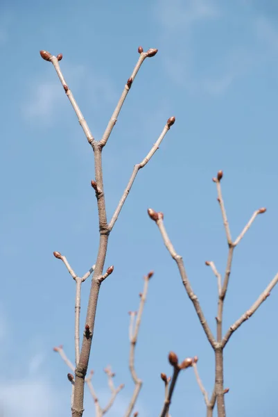 Ramas de primavera con brotes nuevos Imágenes de stock libres de derechos