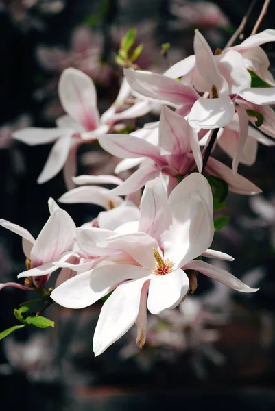 Wzór w biało -różowa magnolia kwiat na gałęzi — Zdjęcie stockowe