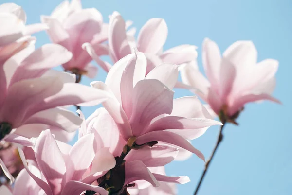 Magnolia drzewo kwiat przeciw błękitne niebo — Zdjęcie stockowe