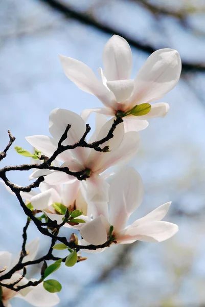 玉兰树枝, 白花开花 — 图库照片