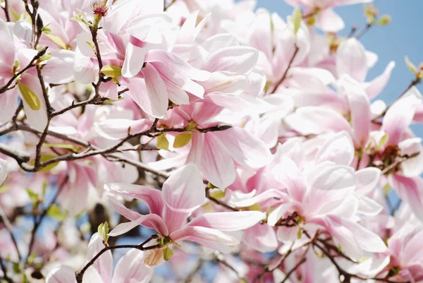 春季粉红色玉兰花的背景 — 图库照片