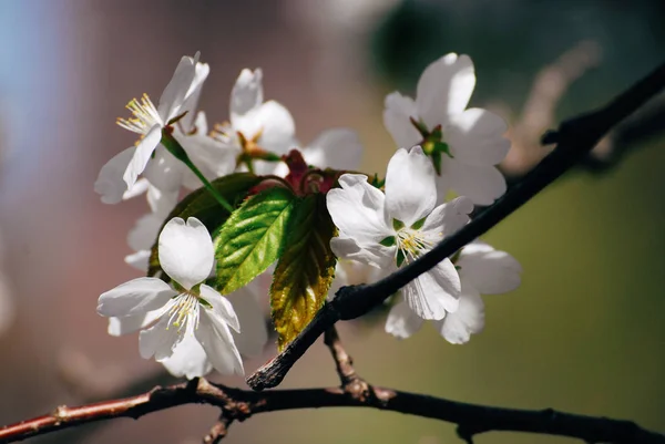 Прекрасная весна белая хрупкая вишня цветет крупным планом — стоковое фото