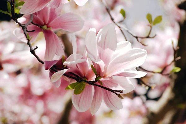 Flores de árvore de magnólia rosa em um ramo — Fotografia de Stock