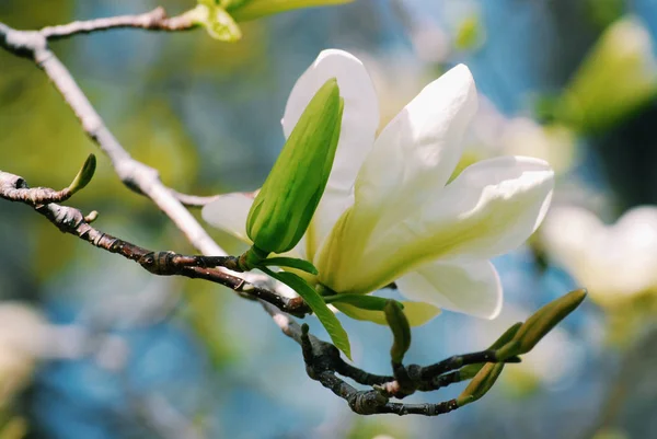 Brilhante bela primavera perto com florescendo magnólia branca fl — Fotografia de Stock