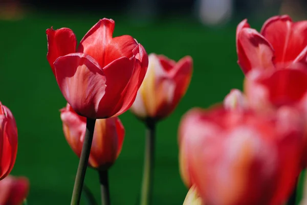 Campo di tulipani rossi con accento focus su uno — Foto Stock