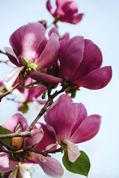 Блестящее фиолетовое цветущее дерево магнолии — стоковое фото