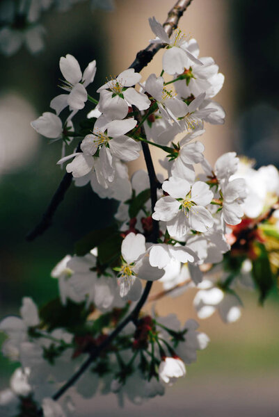 Spring white cherry blossom on a branch Stock Photo